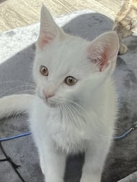 KITTEN SKAT-TE-BOO - Photo 4