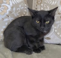 KITTEN BUG - Photo 2