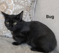 KITTEN BUG - Photo 1