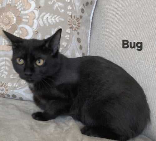 KITTEN BUG - Domestic Short Hair available for adoption