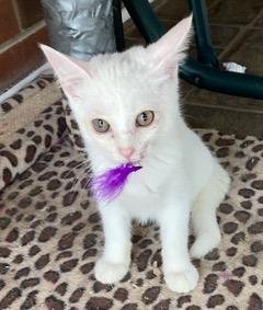 KITTEN LUCIA - Domestic Short Hair available for adoption