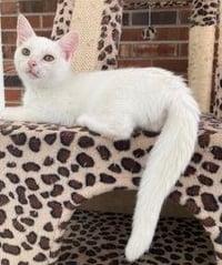 KITTEN LUCIA - Photo 2
