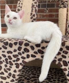 KITTEN LUCIA - Domestic Short Hair available for adoption