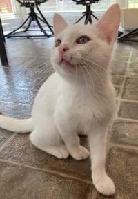 KITTEN LUCIA - Photo 3
