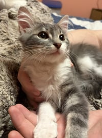 KITTEN ARTHUR - Photo 2