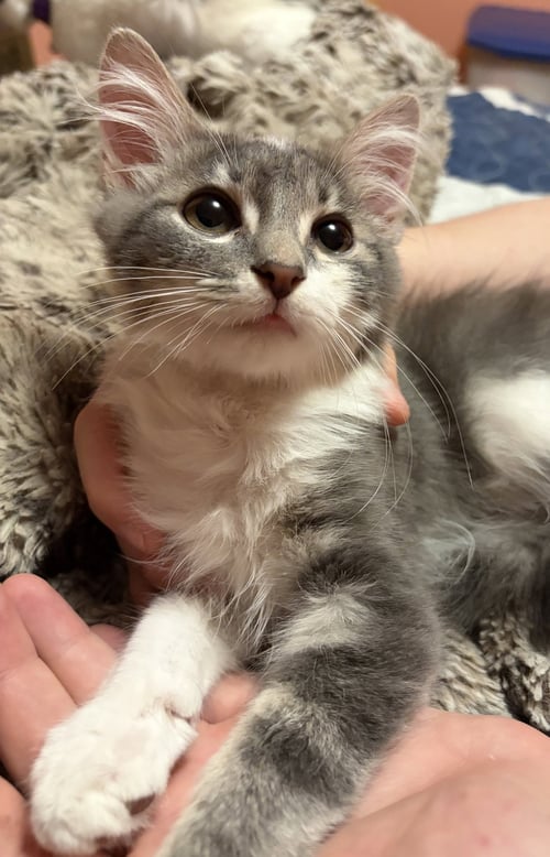 KITTEN ARTHUR - Domestic Medium Hair available for adoption