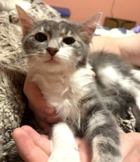 KITTEN ARTHUR - Photo 3