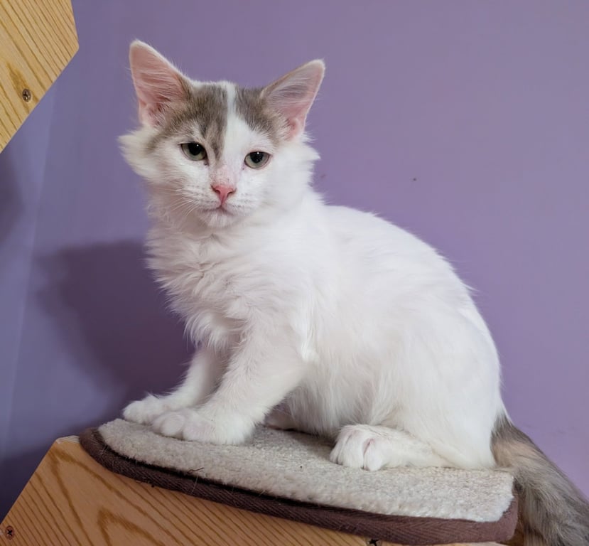 KITTEN ALPHONSE Image