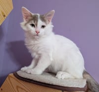 KITTEN ALPHONSE - Photo 1