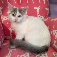 KITTEN ALPHONSE - Photo 3
