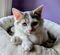 KITTEN ALPHONSE - Photo 2