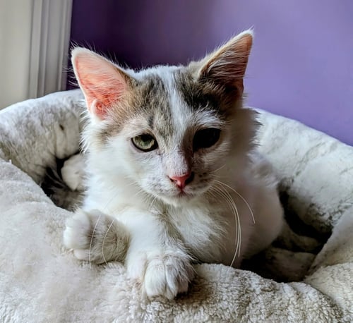 KITTEN ALPHONSE - Domestic Medium Hair available for adoption