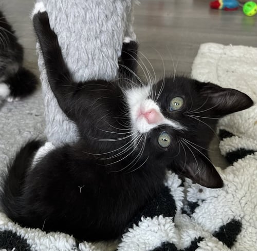 KITTEN SERGEANT RUFFLES - Tuxedo available for adoption