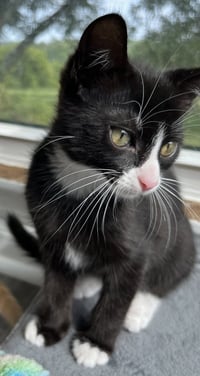 KITTEN SERGEANT RUFFLES - Photo 3