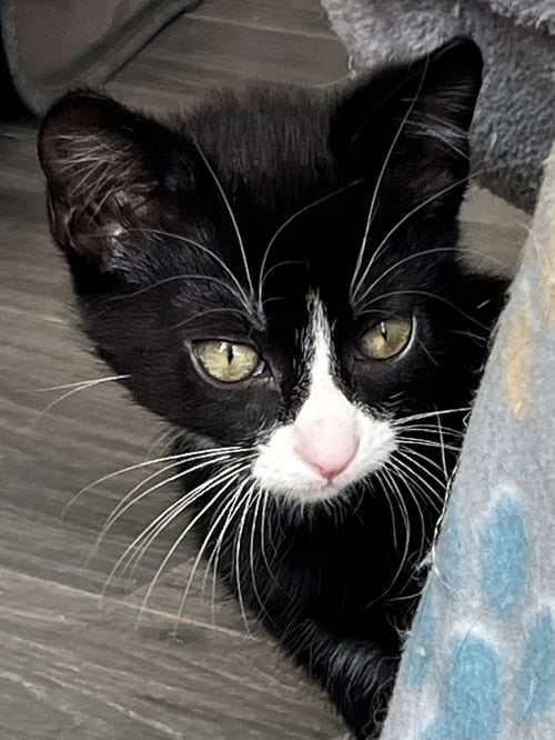 KITTEN SERGEANT RUFFLES - Tuxedo available for adoption