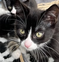 KITTEN SERGEANT RUFFLES - Photo 4