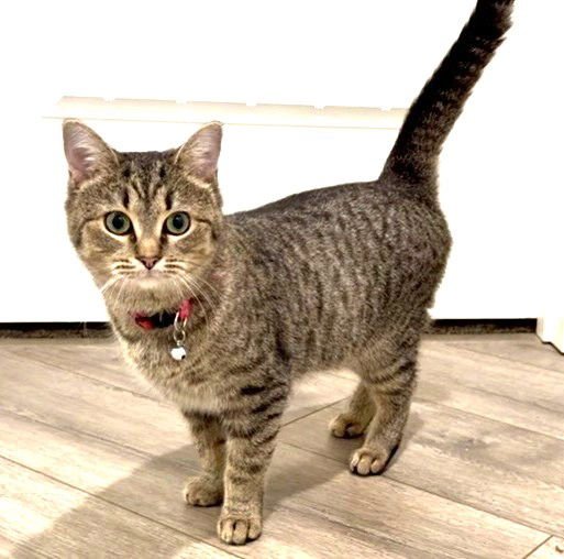 KITTY MOMMA FREYA - Tabby available for adoption