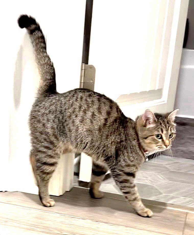 KITTY MOMMA FREYA - Tabby available for adoption