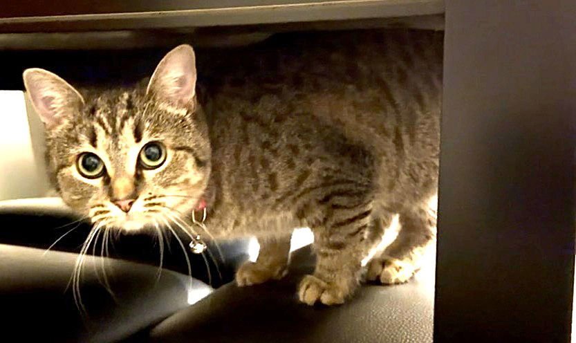 KITTY MOMMA FREYA - Photo 3