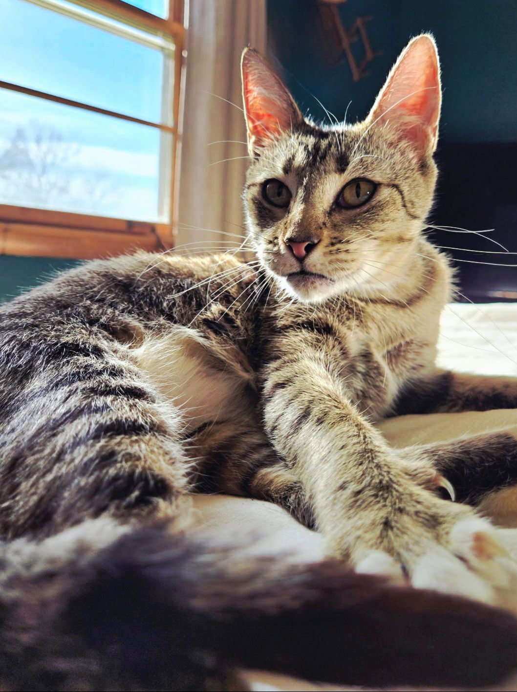 LOLA - Tabby available for adoption