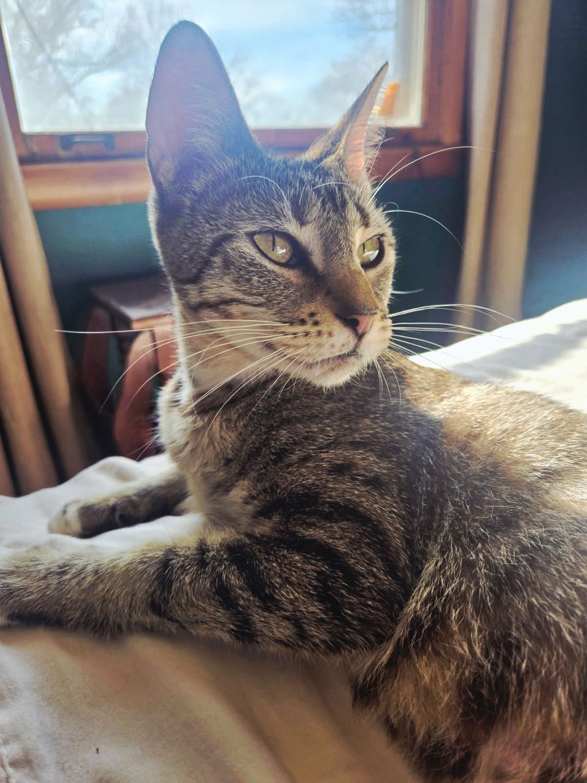 LOLA - Tabby available for adoption