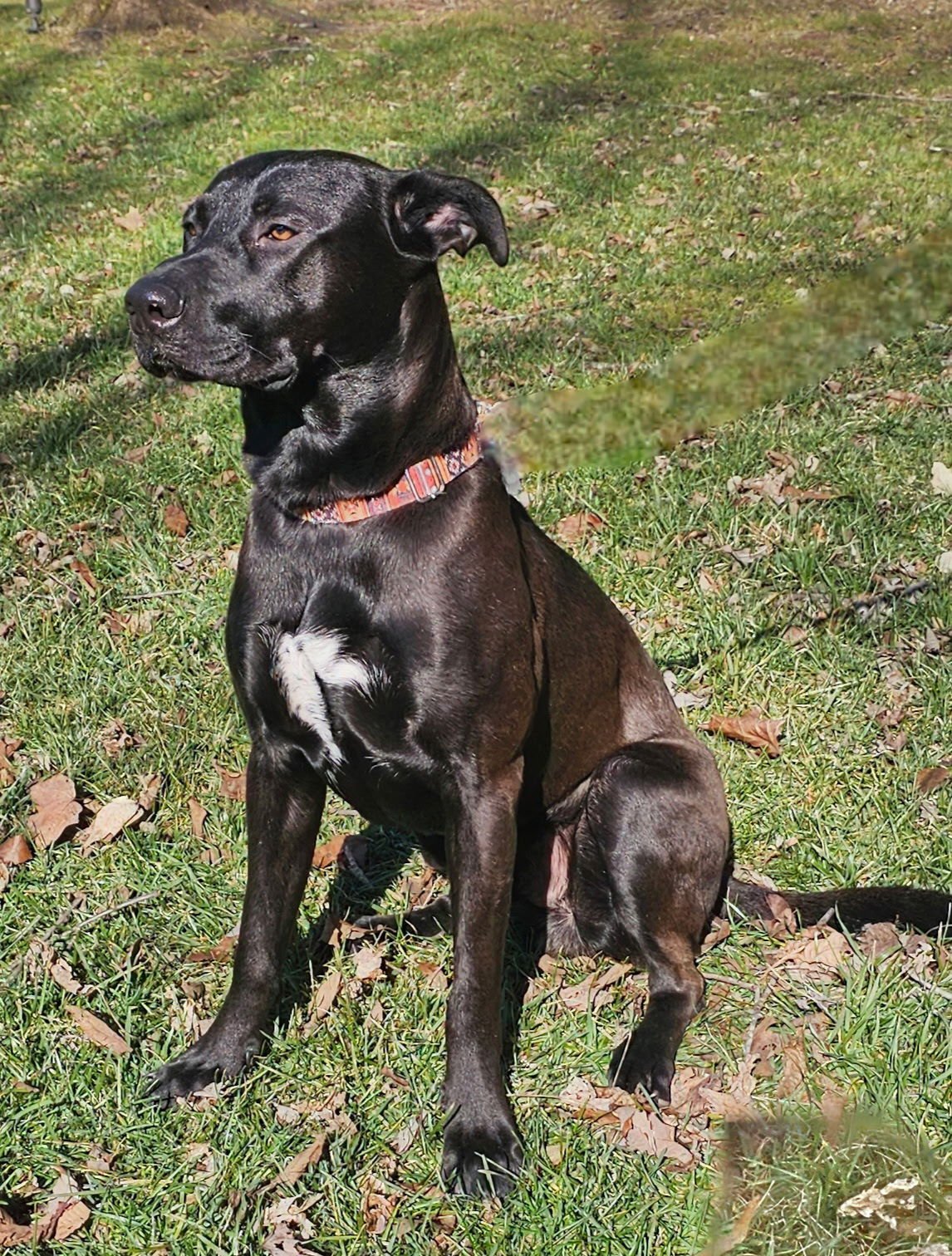 THOR - Great Dane / Labrador Retriever available for adoption