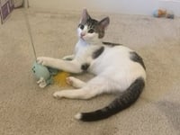 KITTEN SLY - Photo 3