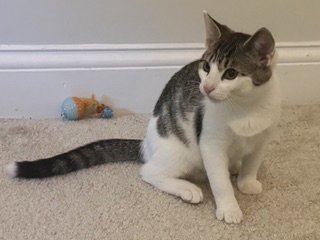 KITTEN SLY - Domestic Short Hair available for adoption