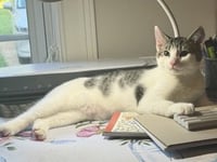 KITTEN SLY - Photo 2