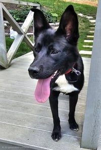 PUPPY POPPY - Photo 3