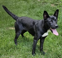 PUPPY POPPY - Photo 1