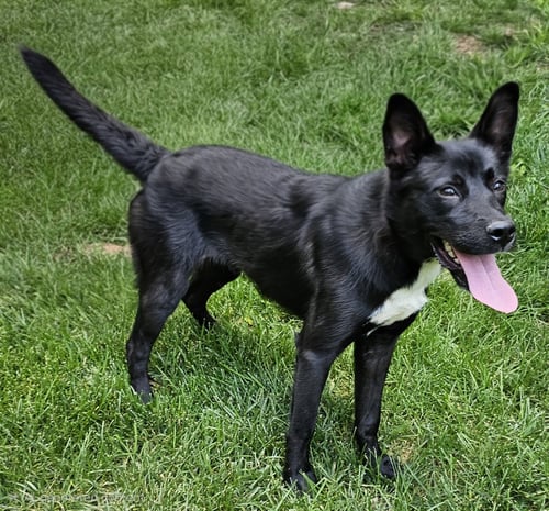 PUPPY POPPY - German Shepherd Dog available for adoption