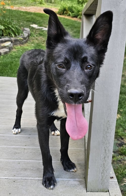 PUPPY POPPY - German Shepherd Dog available for adoption