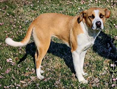 RUTHIE - Boxer available for adoption