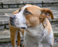 RUTHIE - Photo 4