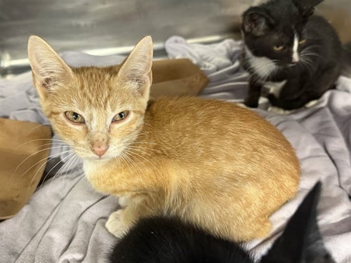 A233981 - Domestic Short Hair available for adoption