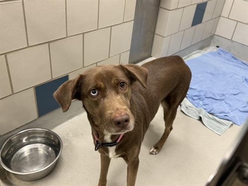 CINDY LOU - Labrador Retriever available for adoption