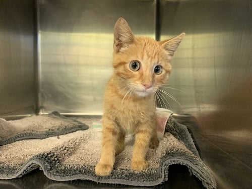 TOM - Domestic Short Hair available for adoption