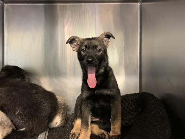 HUMMUS - German Shepherd Dog available for adoption