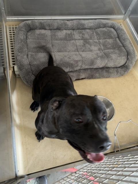 BUTTERS - American Staffordshire Terrier for adoption in Arlington