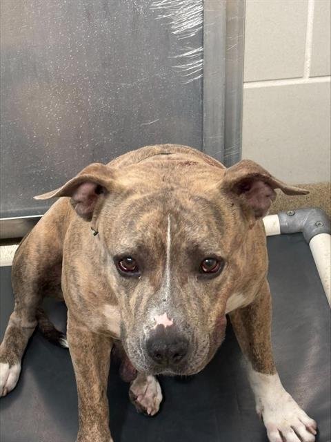BEATRICE - American Staffordshire Terrier available for adoption