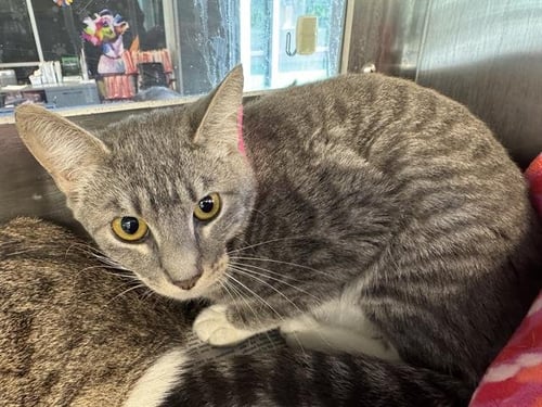 ELIZABETH - Domestic Short Hair for adoption in Arlington