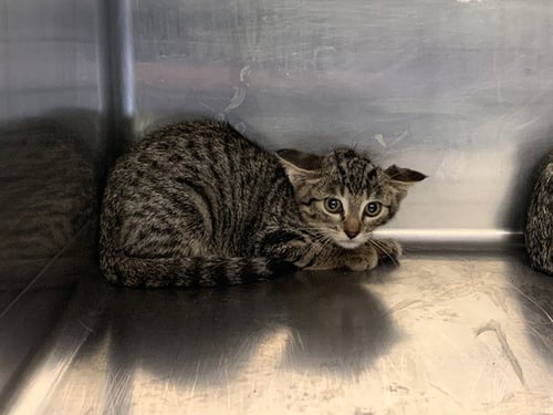 ICE SPICE - Domestic Short Hair available for adoption
