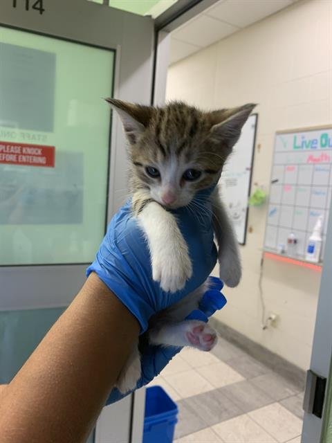 CATTUCCINO - Domestic Short Hair available for adoption
