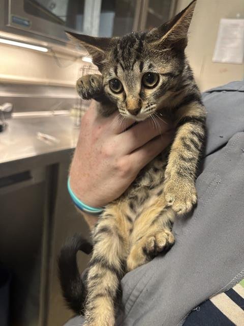 MOTLEY - Domestic Short Hair for adoption in Grand Prairie