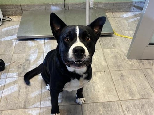 TOMMY - American Staffordshire Terrier available for adoption