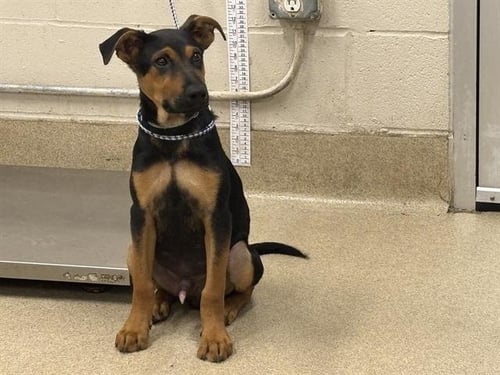 SILVESTER - Black and Tan Coonhound available for adoption