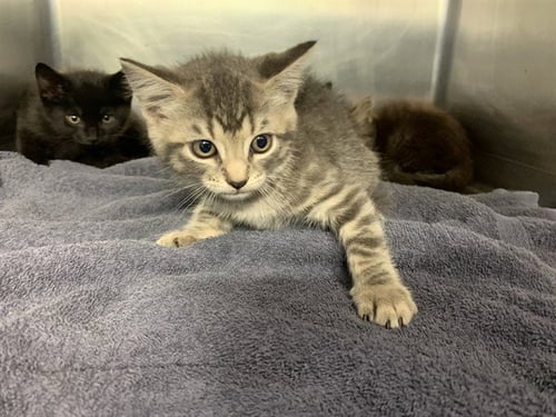 PANINI - Domestic Short Hair available for adoption