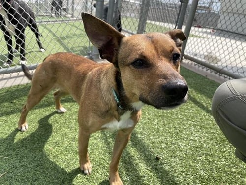 FARMER BROWN - Carolina Dog available for adoption
