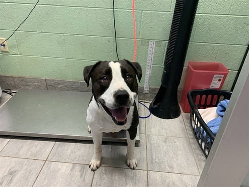 KING KONG - American Bulldog available for adoption
